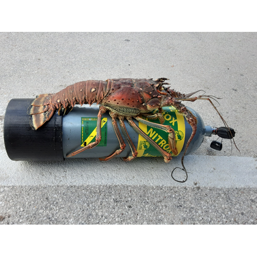 Lobster/Lionfish Hunter Course